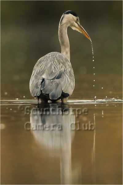 Grey heron with water droplet